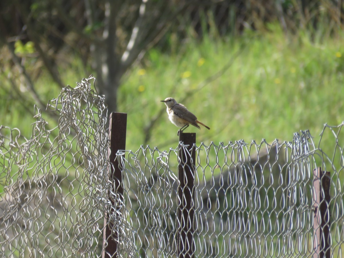 Persian Wheatear - ML621539223