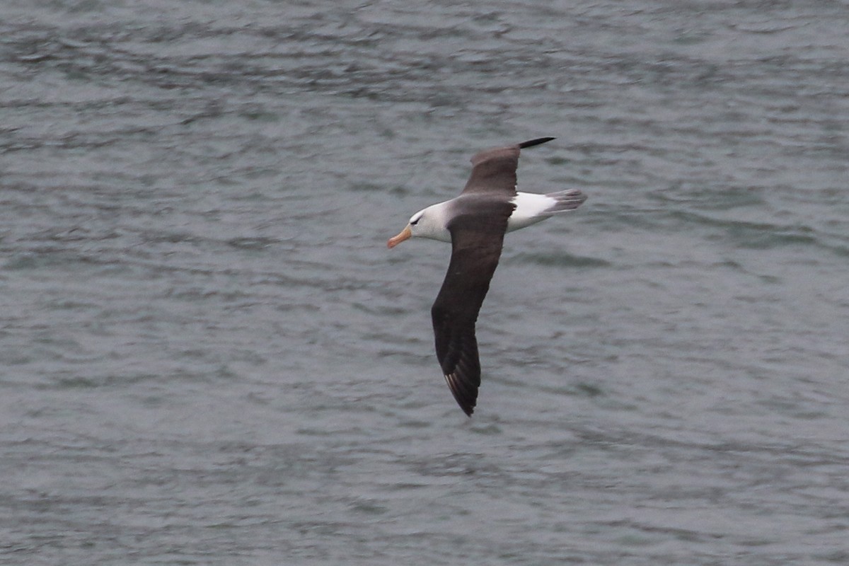 Black-browed Albatross - ML621539262