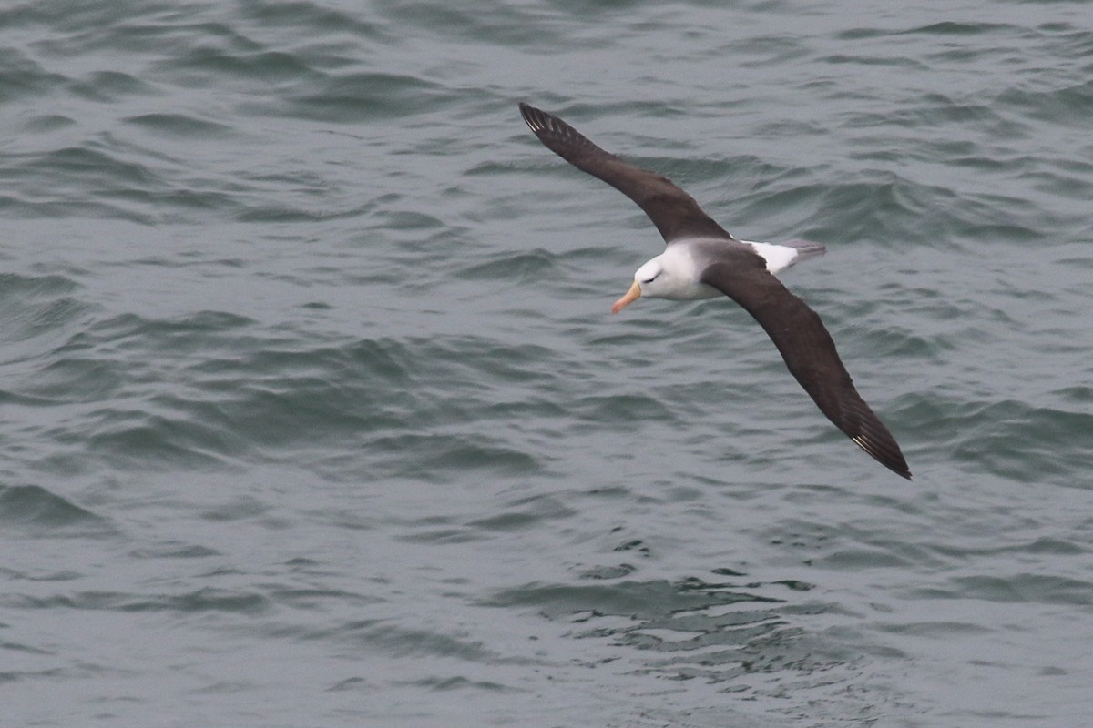 Black-browed Albatross - ML621539263