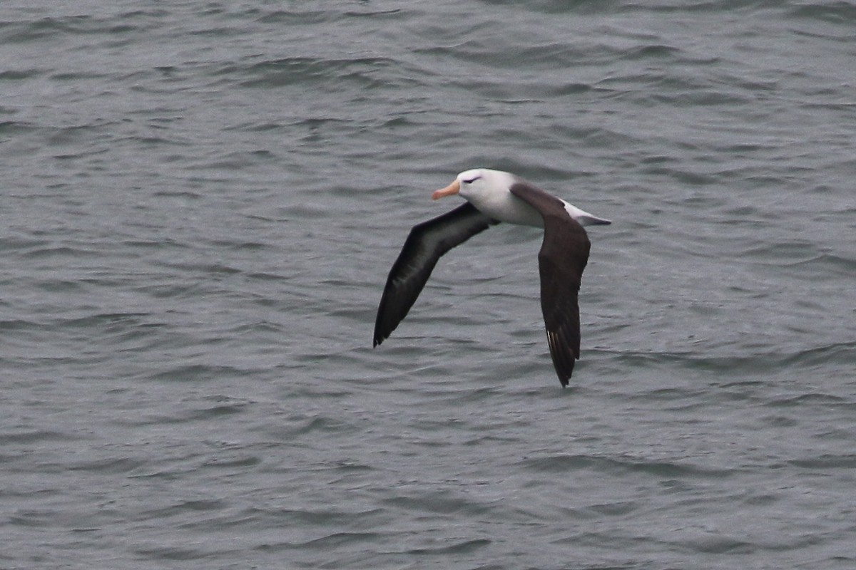 Black-browed Albatross - ML621539264