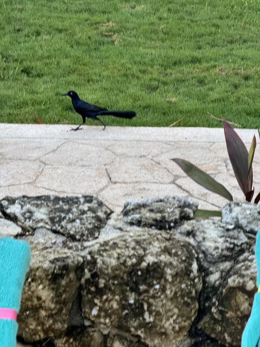Great-tailed Grackle - ML621539284