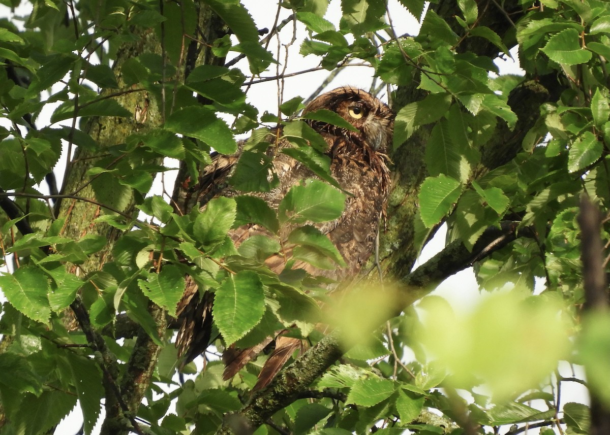 Great Horned Owl - ML621539295