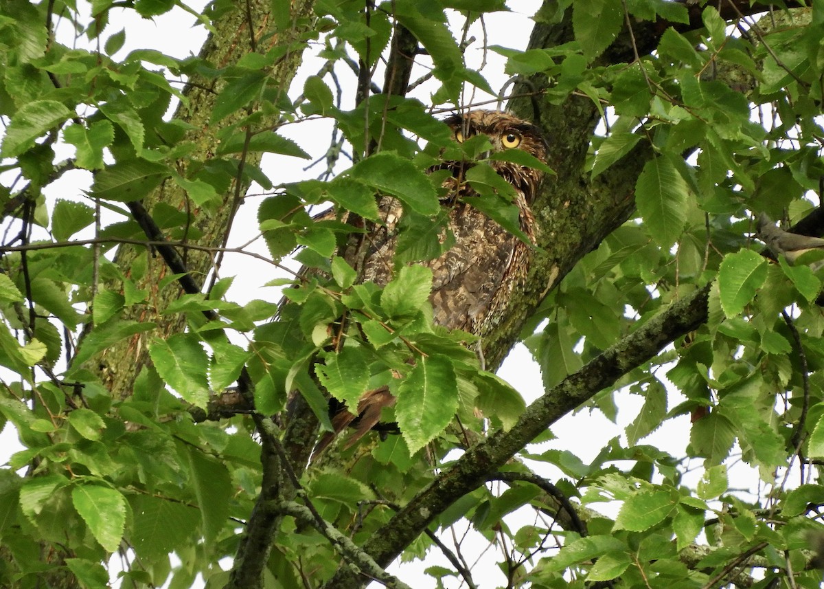 Great Horned Owl - ML621539296