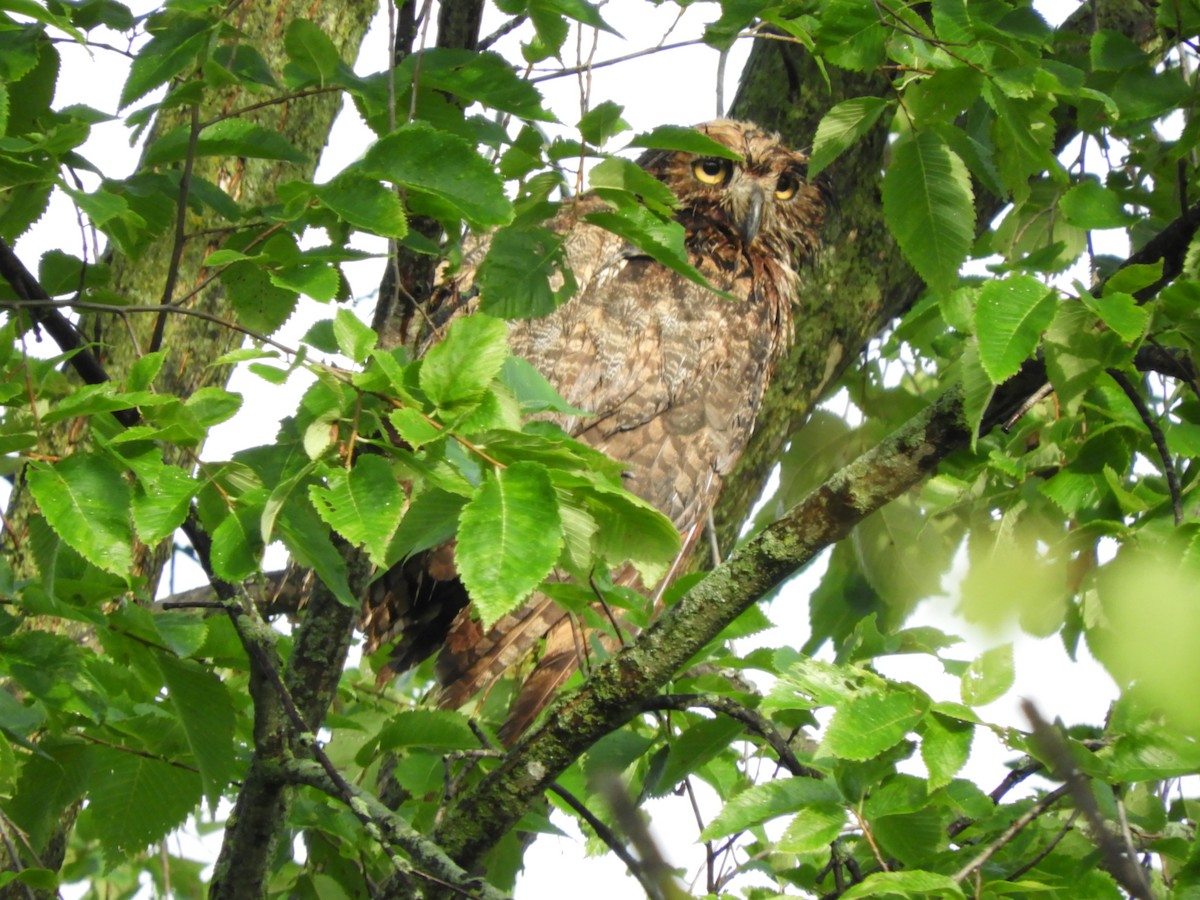 Great Horned Owl - ML621539299