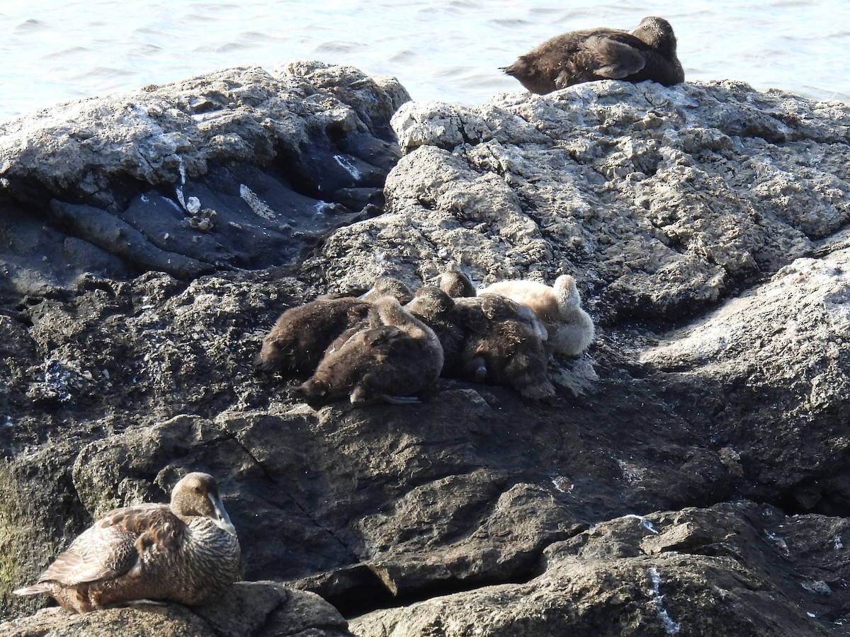 Common Eider - ML621539372