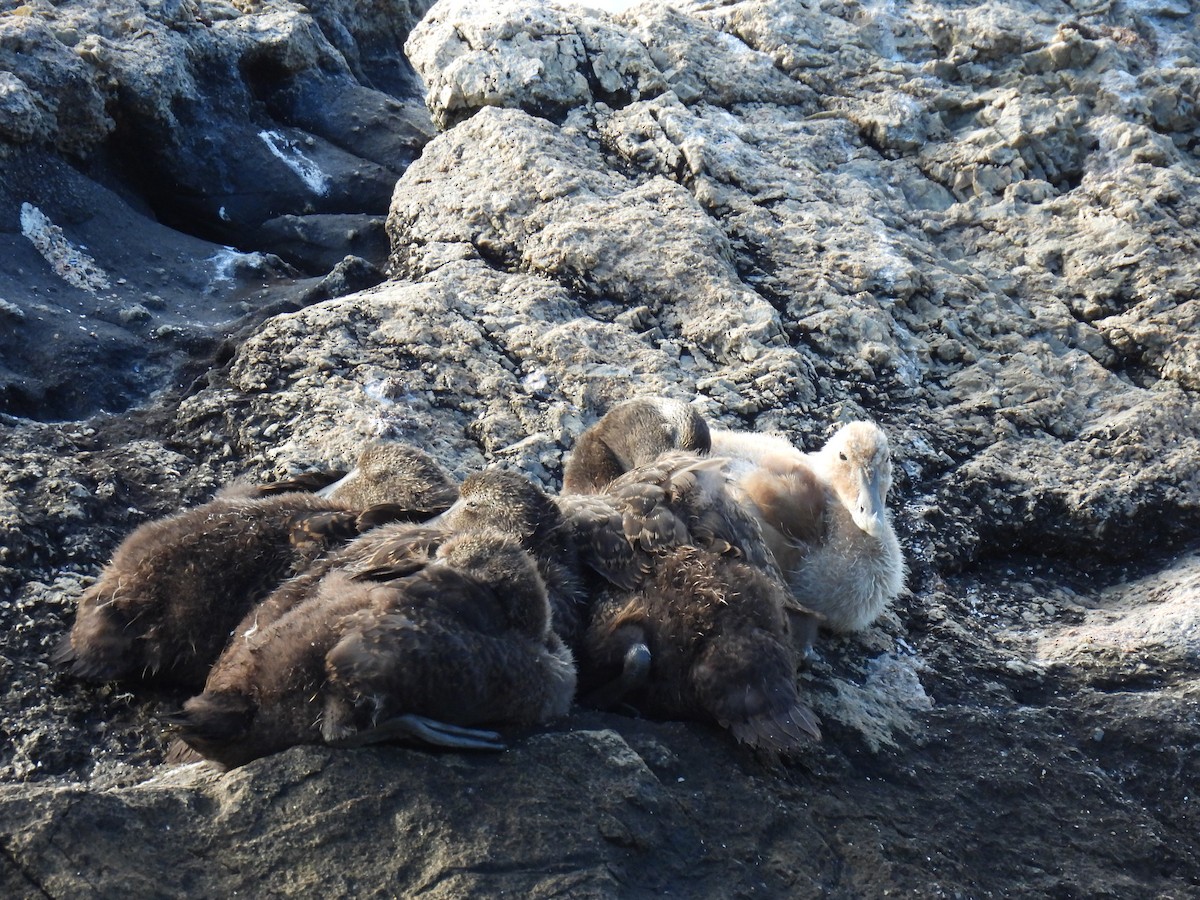 Common Eider - ML621539375