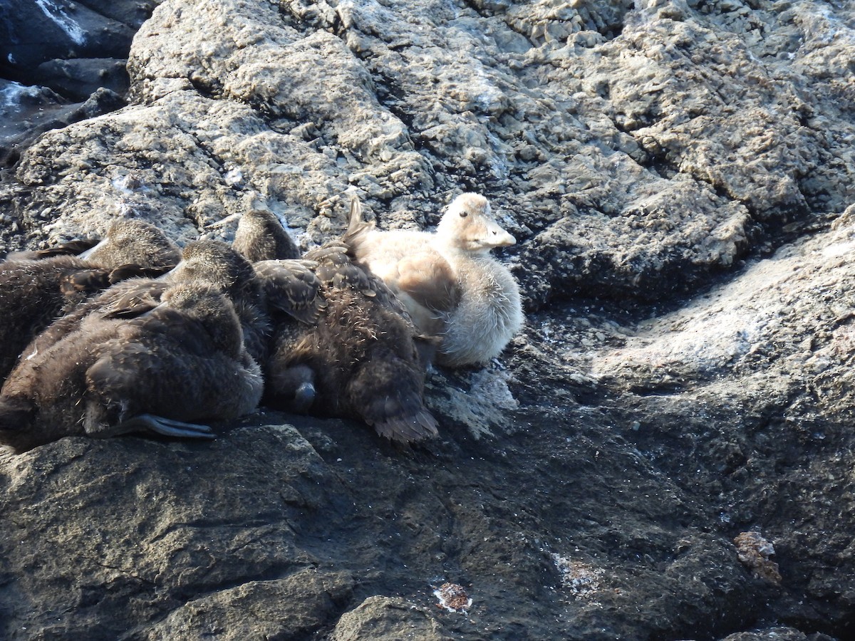 Common Eider - ML621539377