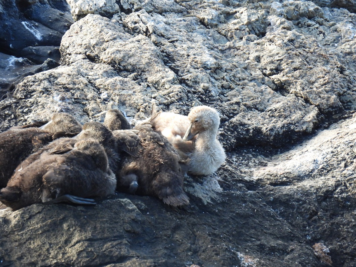 Common Eider - ML621539378