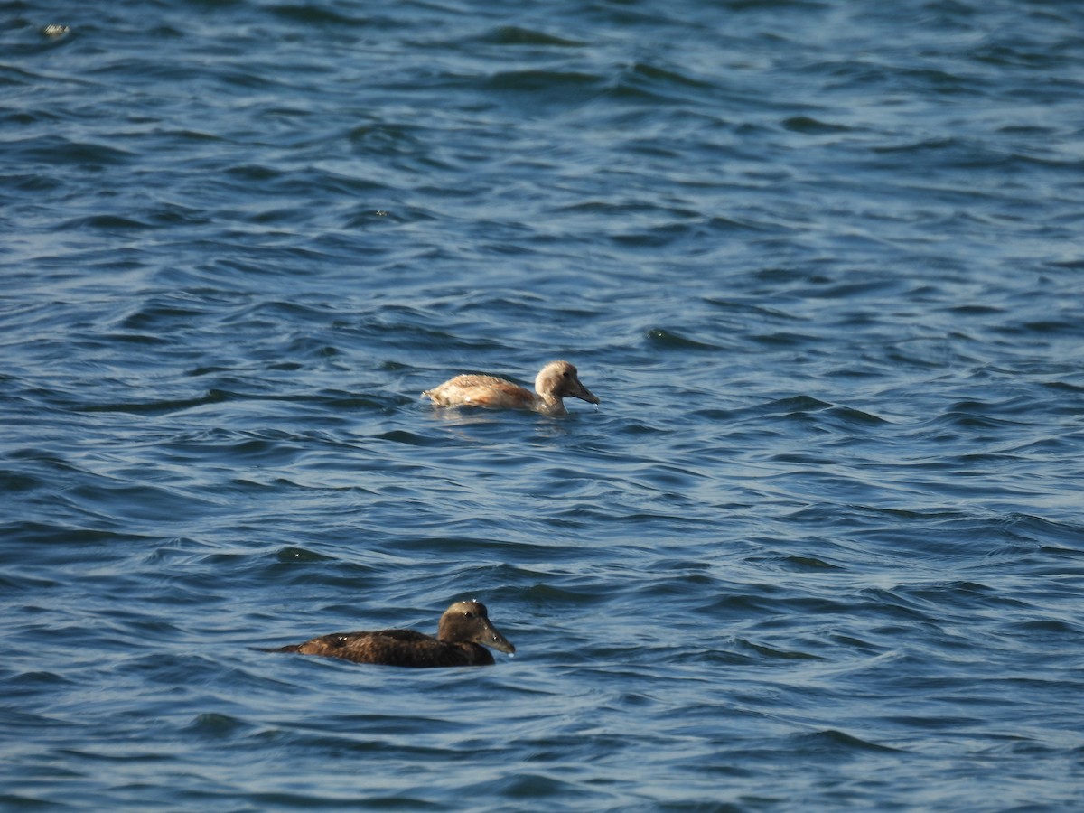 Common Eider - ML621539379