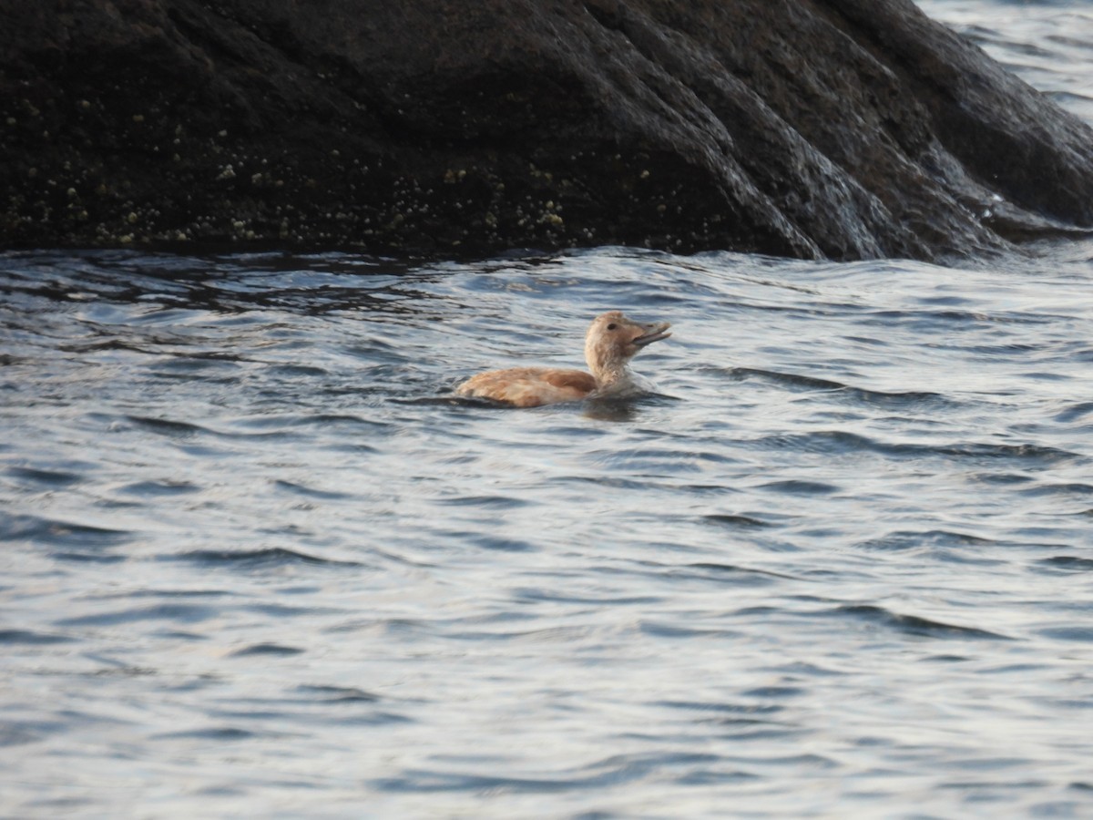 Common Eider - ML621539380