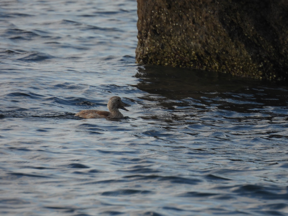 Common Eider - ML621539381