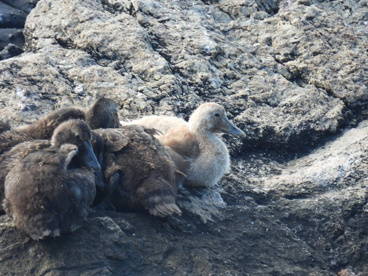 Common Eider - ML621539382