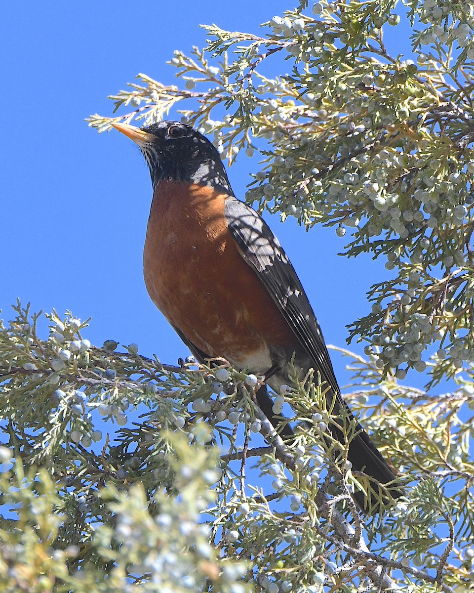 American Robin - ML621539403