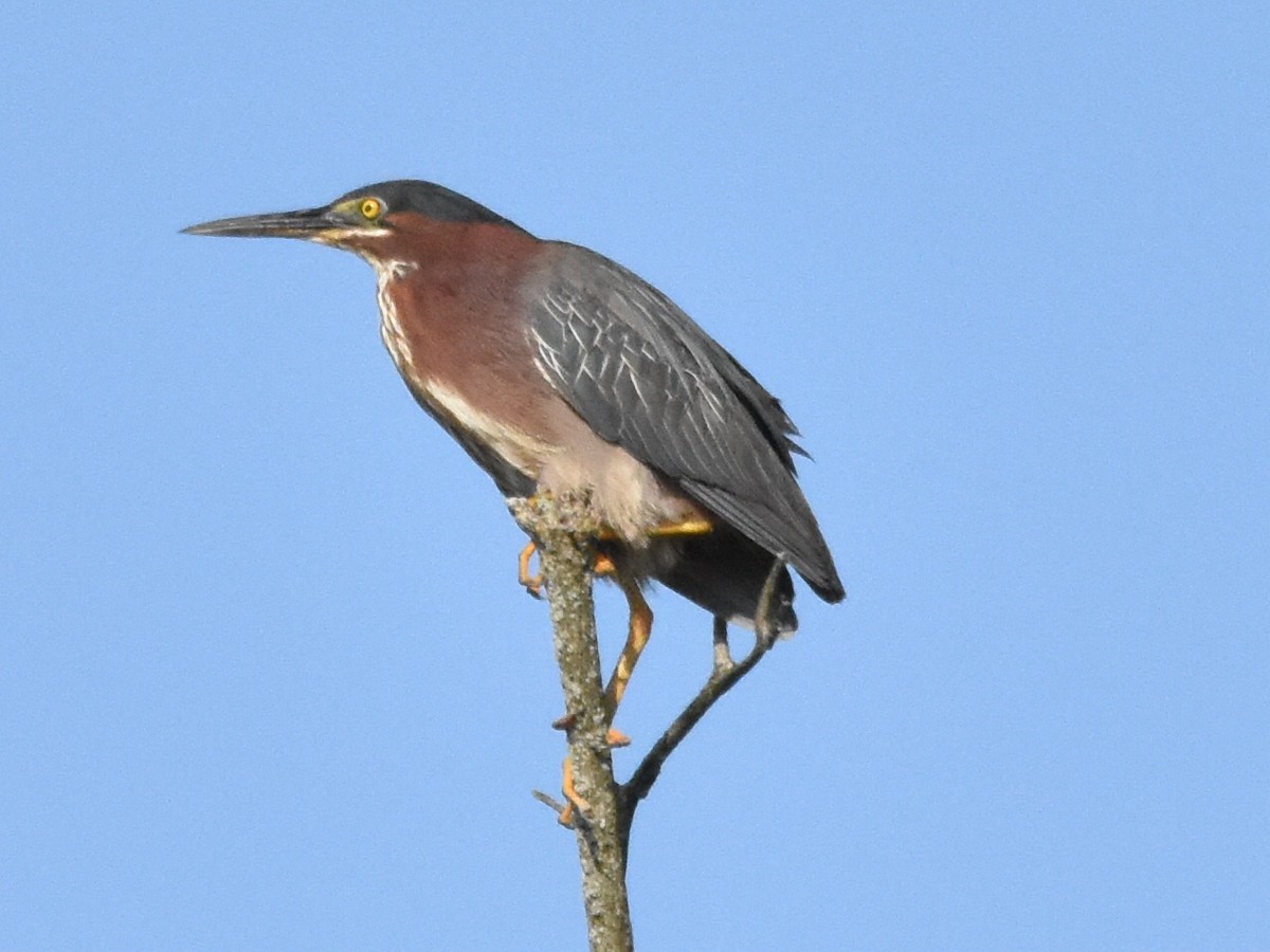 Green Heron - Cassy Cassidy