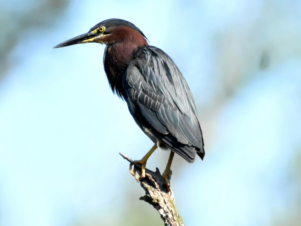 Green Heron - ML621539440