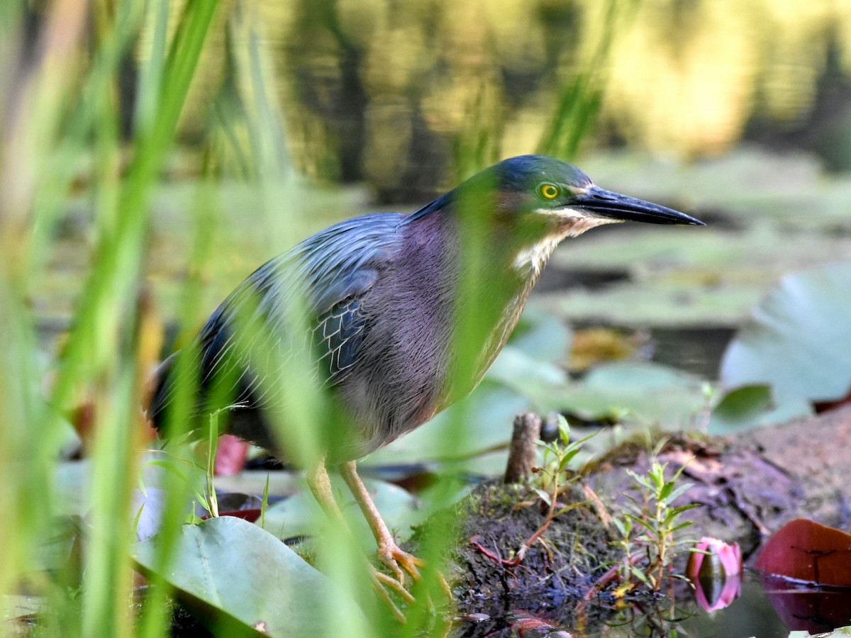 Green Heron - ML621539442