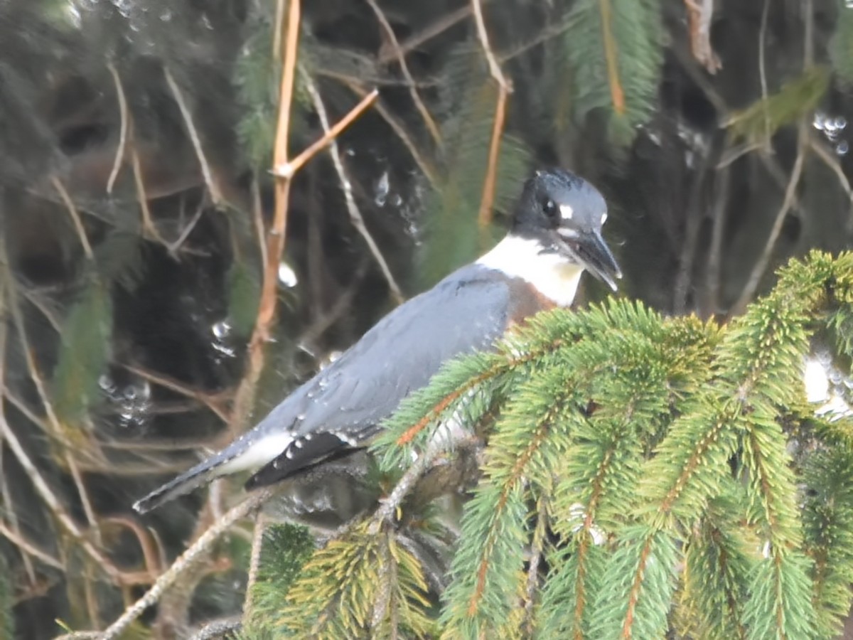 Martin-pêcheur d'Amérique - ML621539454