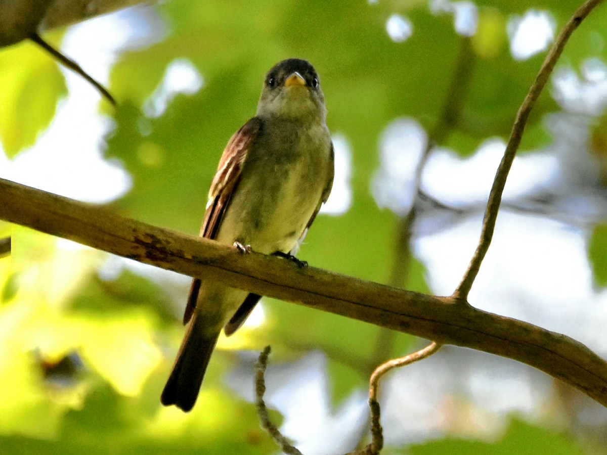 Eastern Wood-Pewee - ML621539460