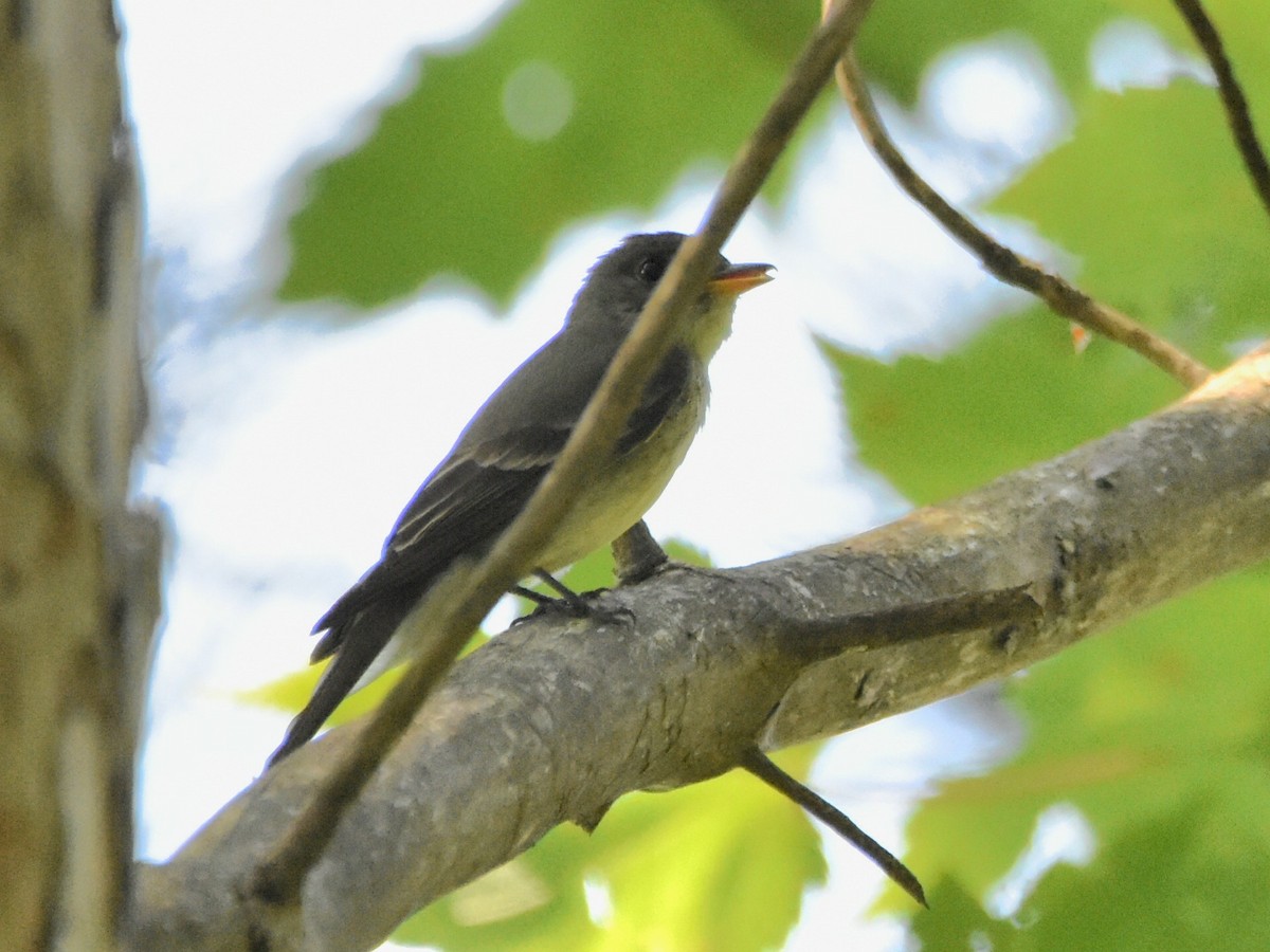 Eastern Wood-Pewee - ML621539461