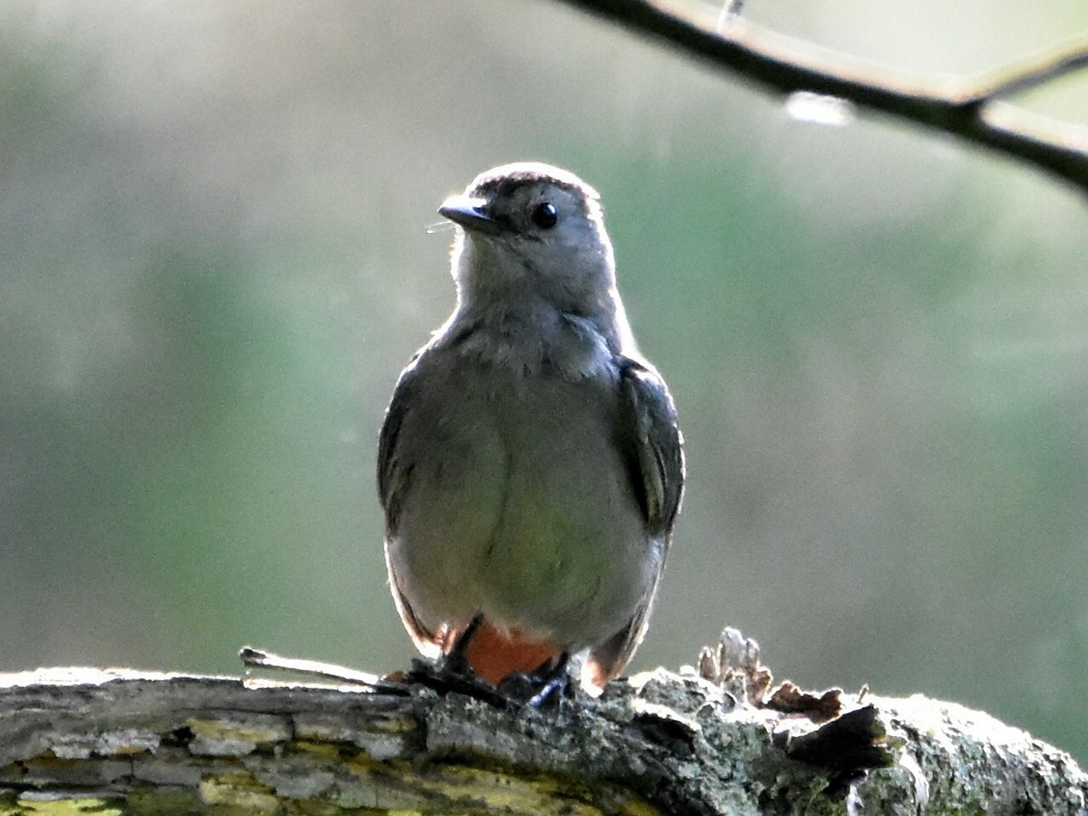 Gray Catbird - ML621539494