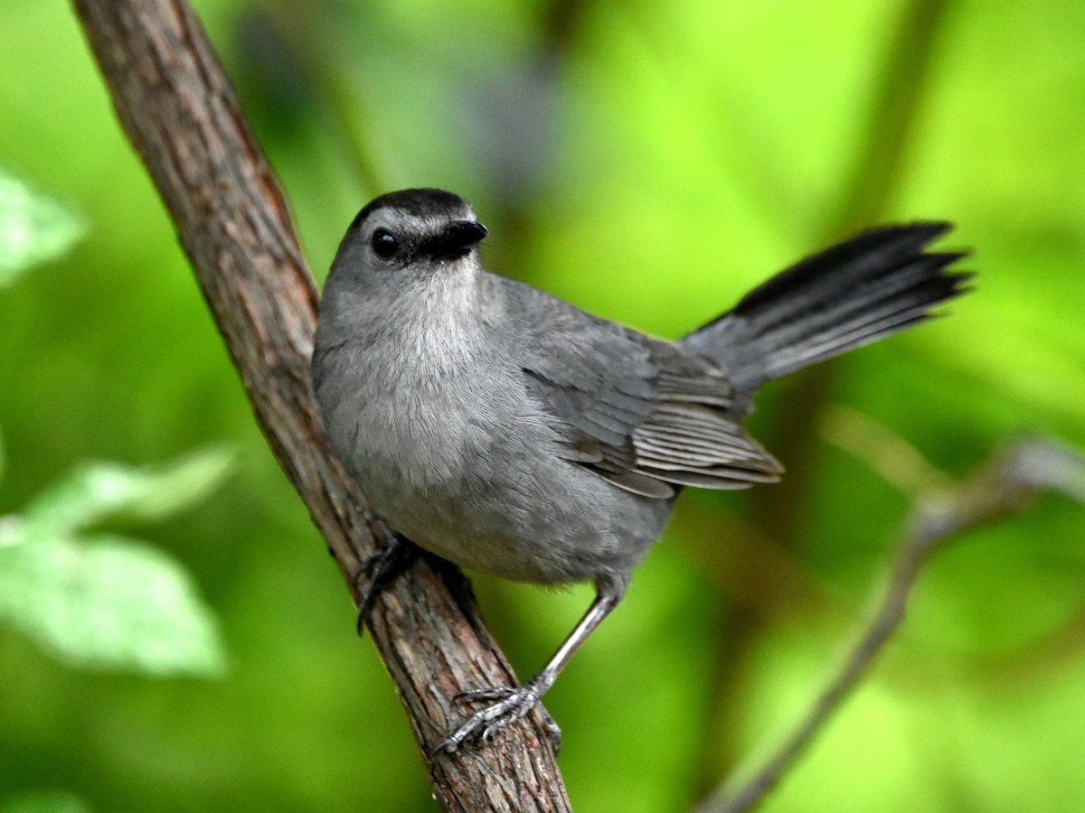 Gray Catbird - ML621539496