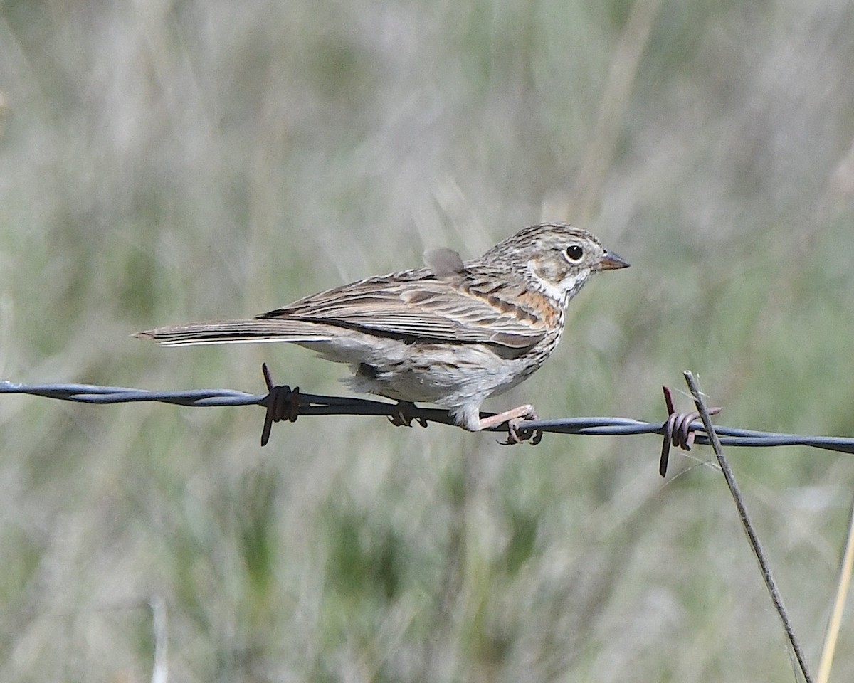 Vesper Sparrow - ML621539500