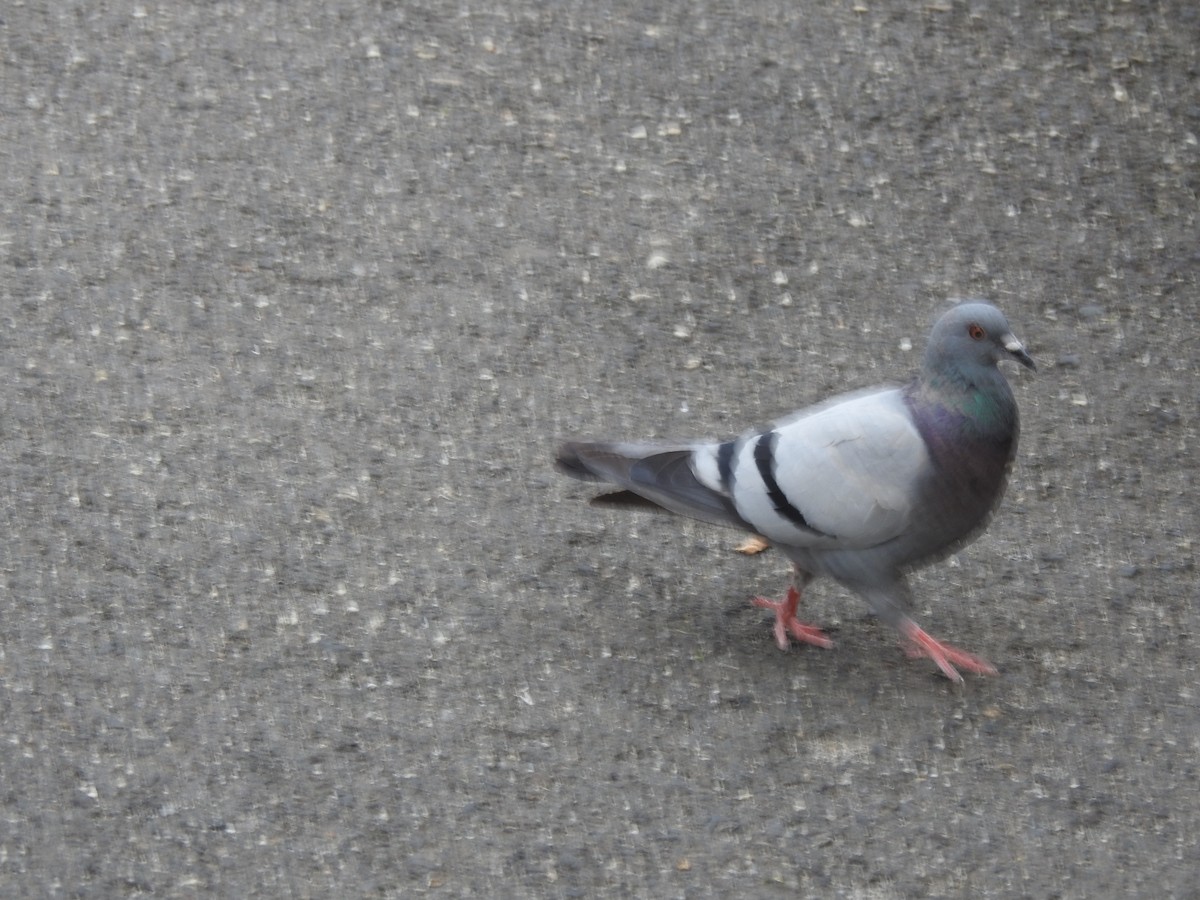 Rock Pigeon (Feral Pigeon) - ML621539525