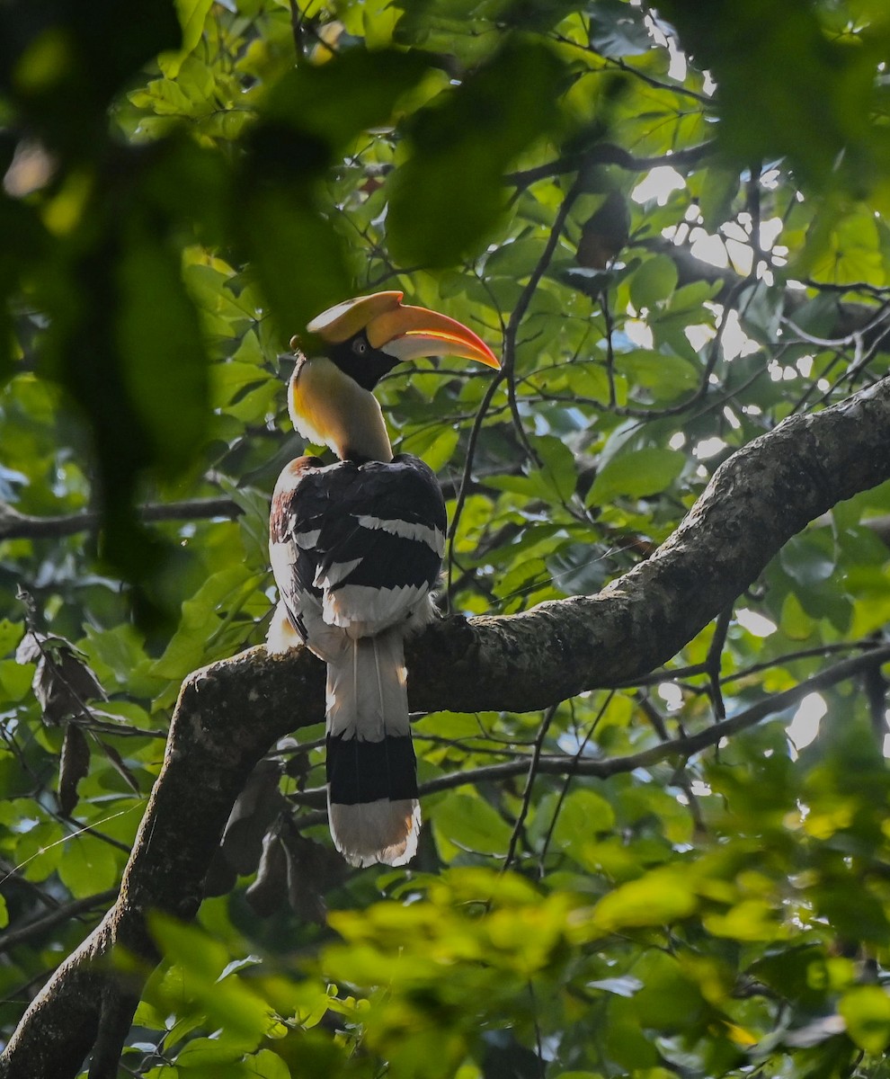 Great Hornbill - ML621539528