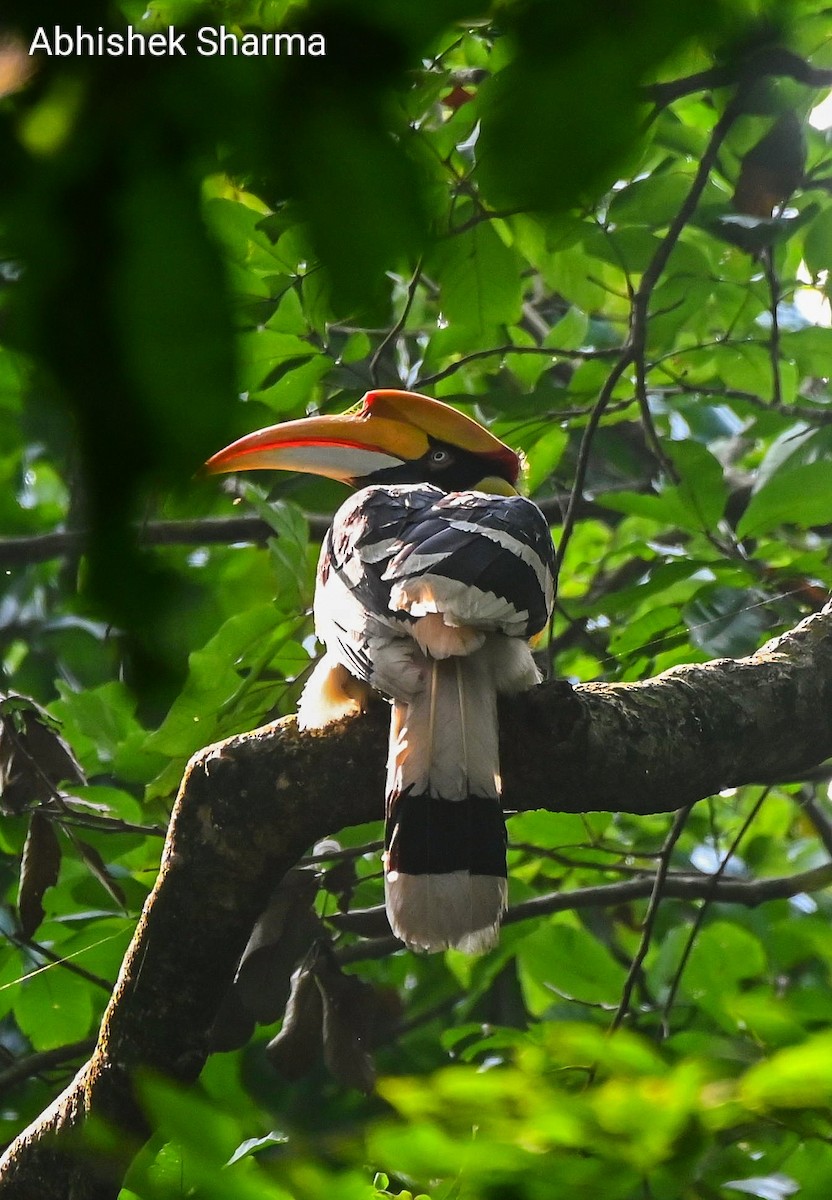 Great Hornbill - ML621539529