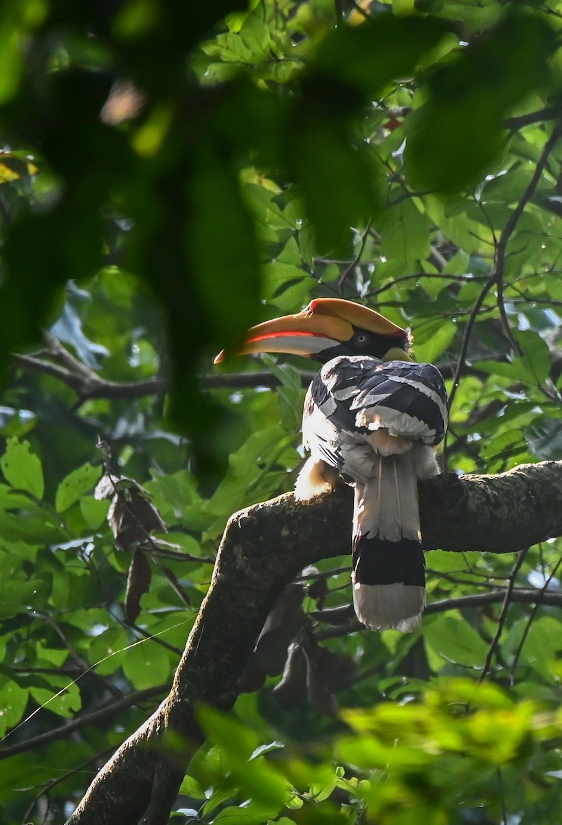 Great Hornbill - ML621539530