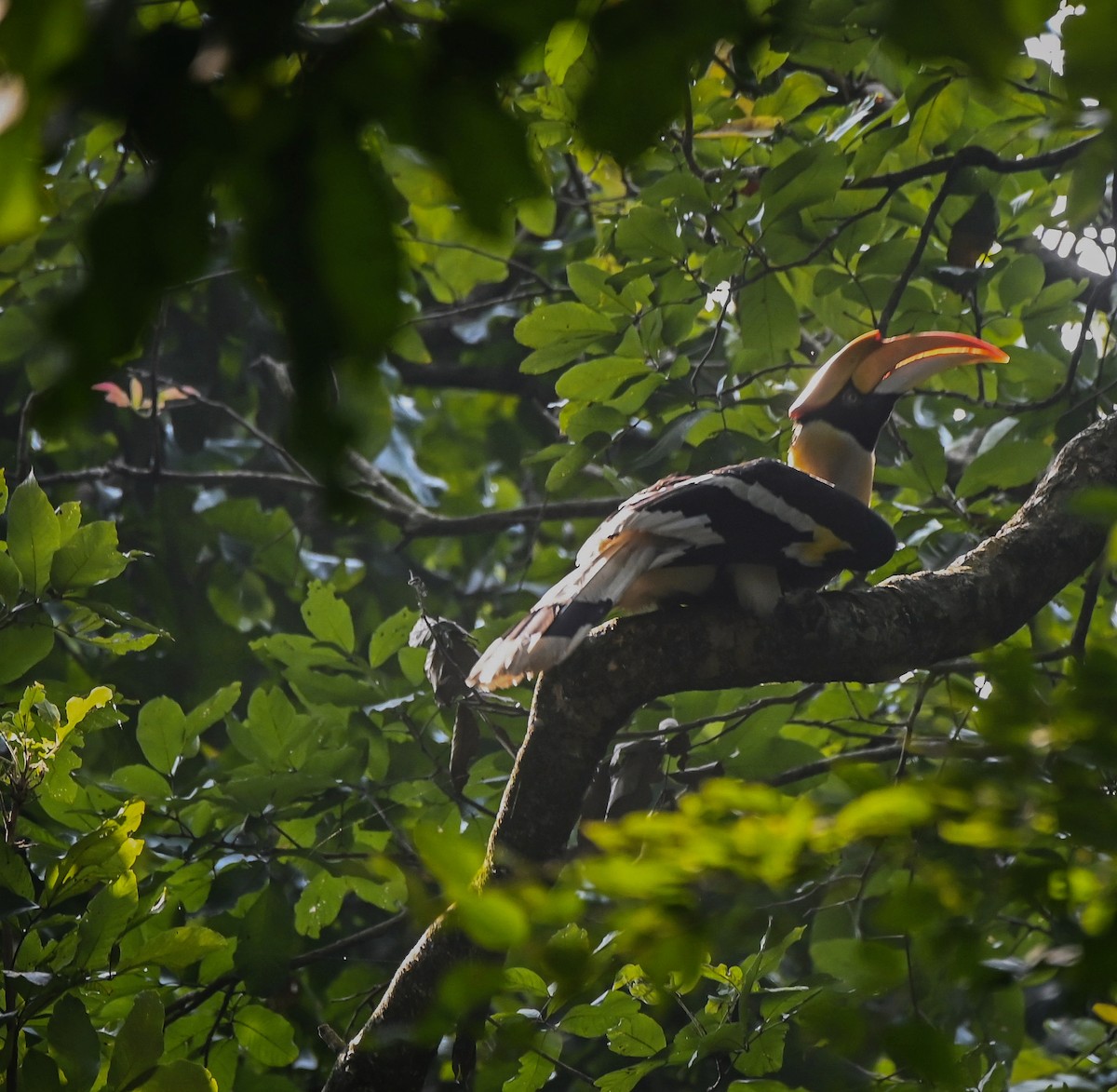 Great Hornbill - ML621539531