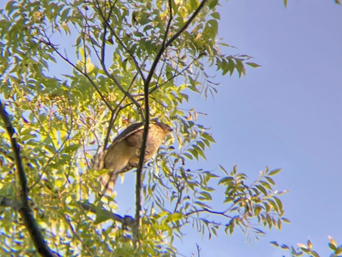 Cooper's Hawk - ML621539541