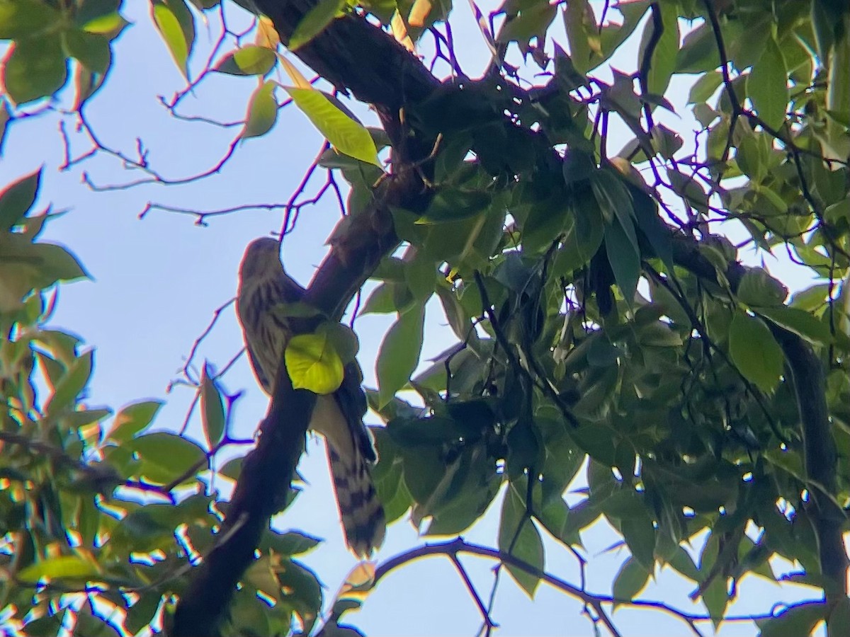 Cooper's Hawk - ML621539542