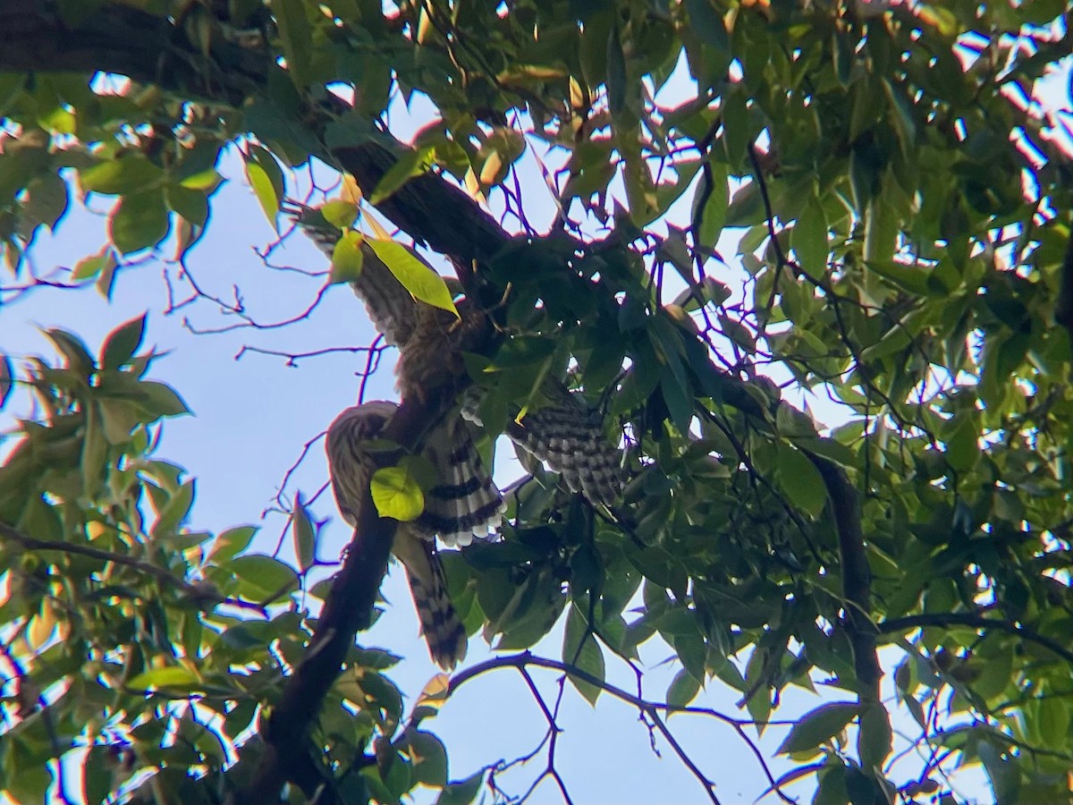 Cooper's Hawk - ML621539543