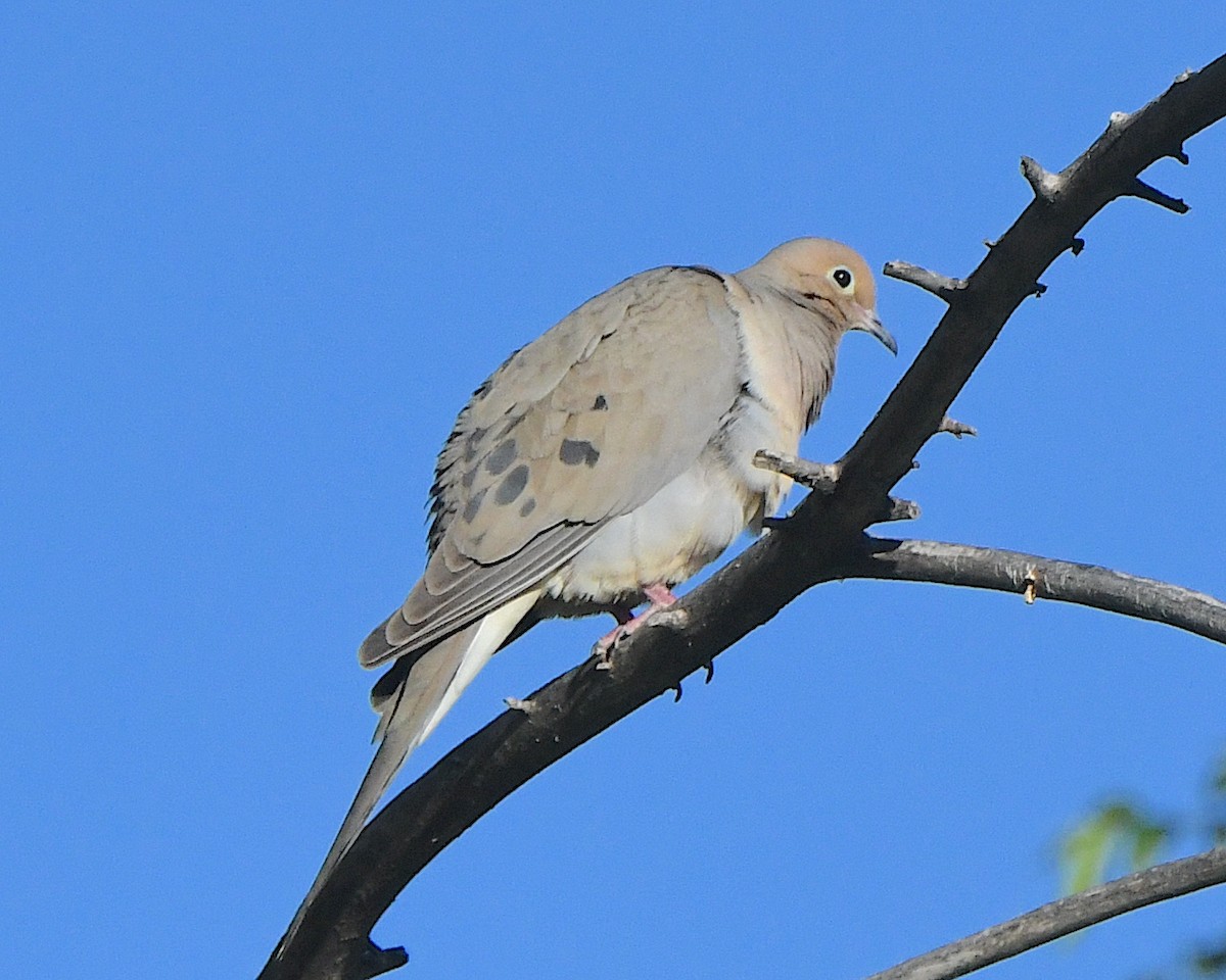 Mourning Dove - ML621539700