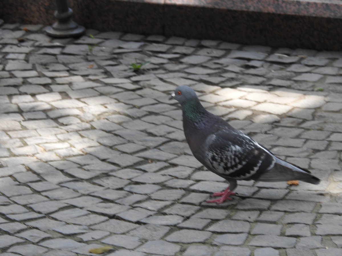 Сизый голубь (Одомашненного типа) - ML621539709