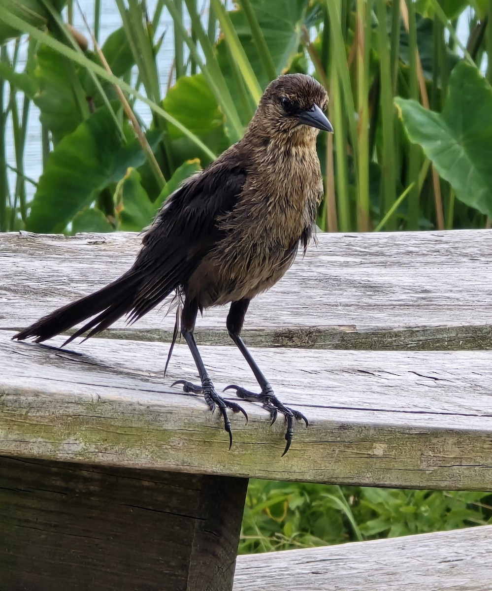 Boat-tailed Grackle - ML621539712