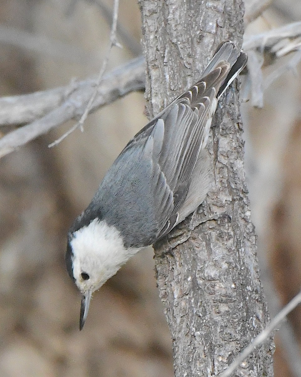 White-breasted Nuthatch (Interior West) - ML621539716