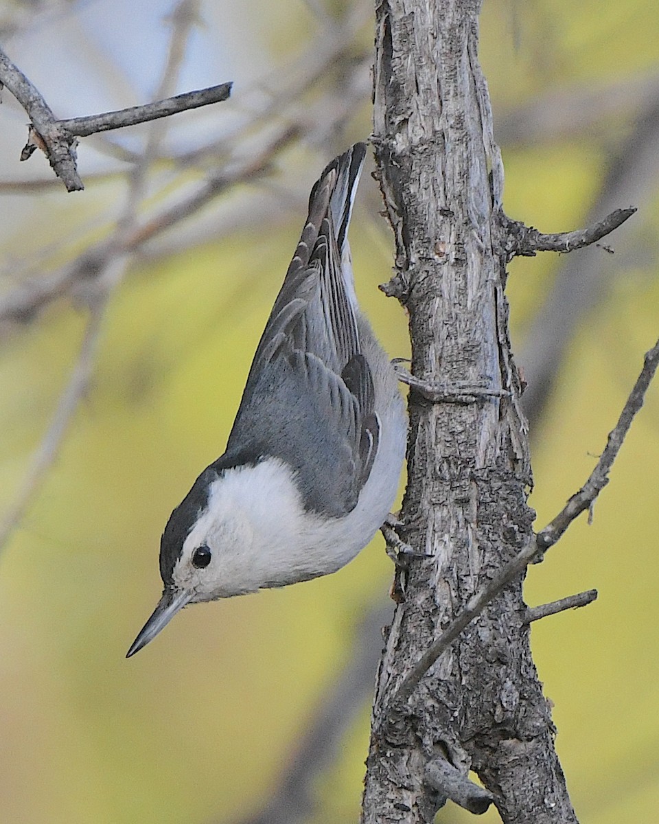 White-breasted Nuthatch (Interior West) - ML621539722