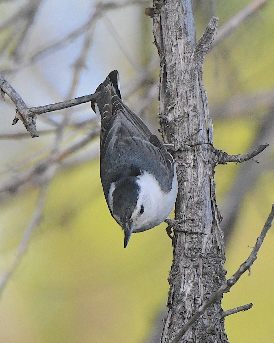 White-breasted Nuthatch (Interior West) - ML621539735