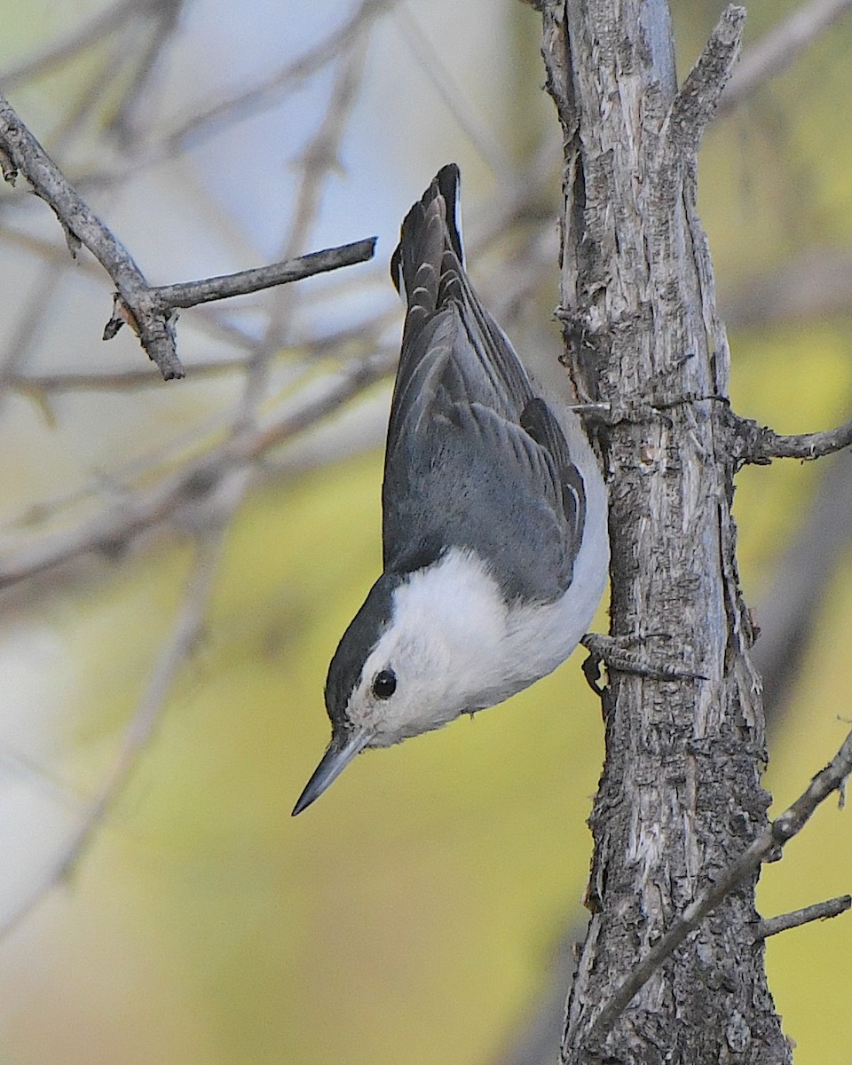 White-breasted Nuthatch (Interior West) - ML621539750
