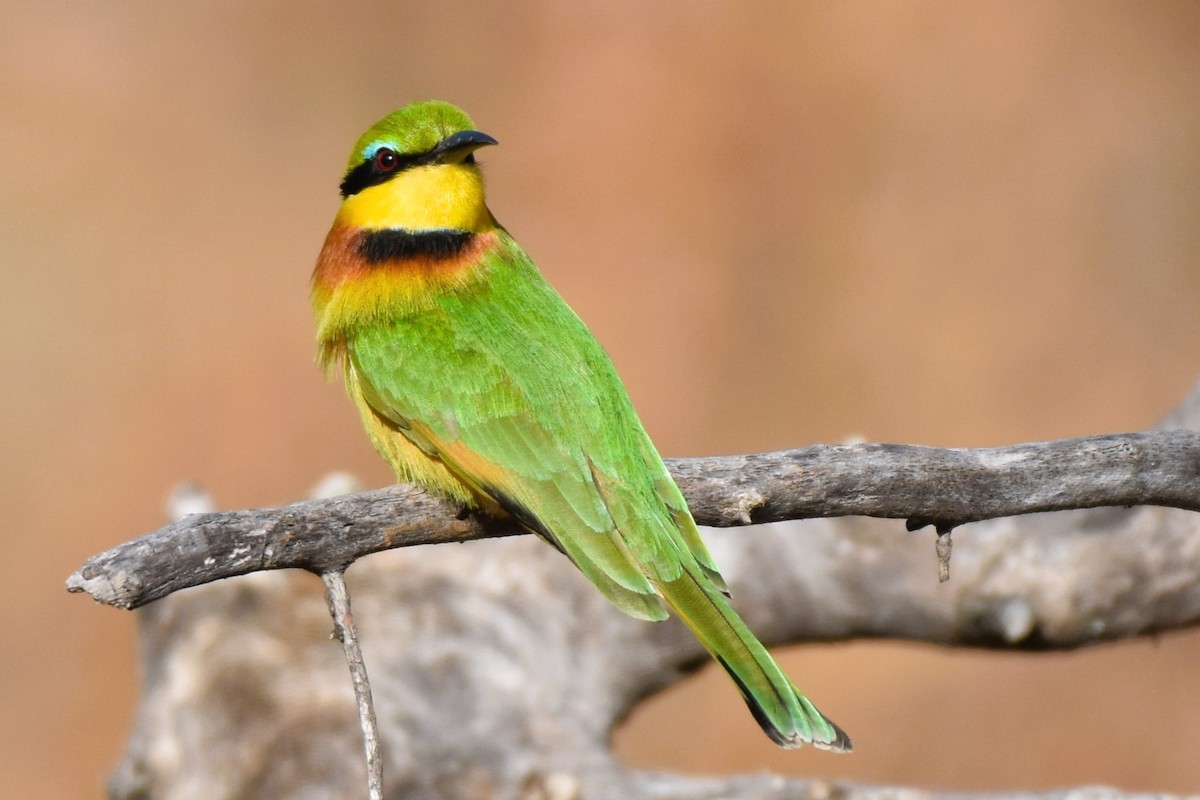 Little Bee-eater - ML621539763