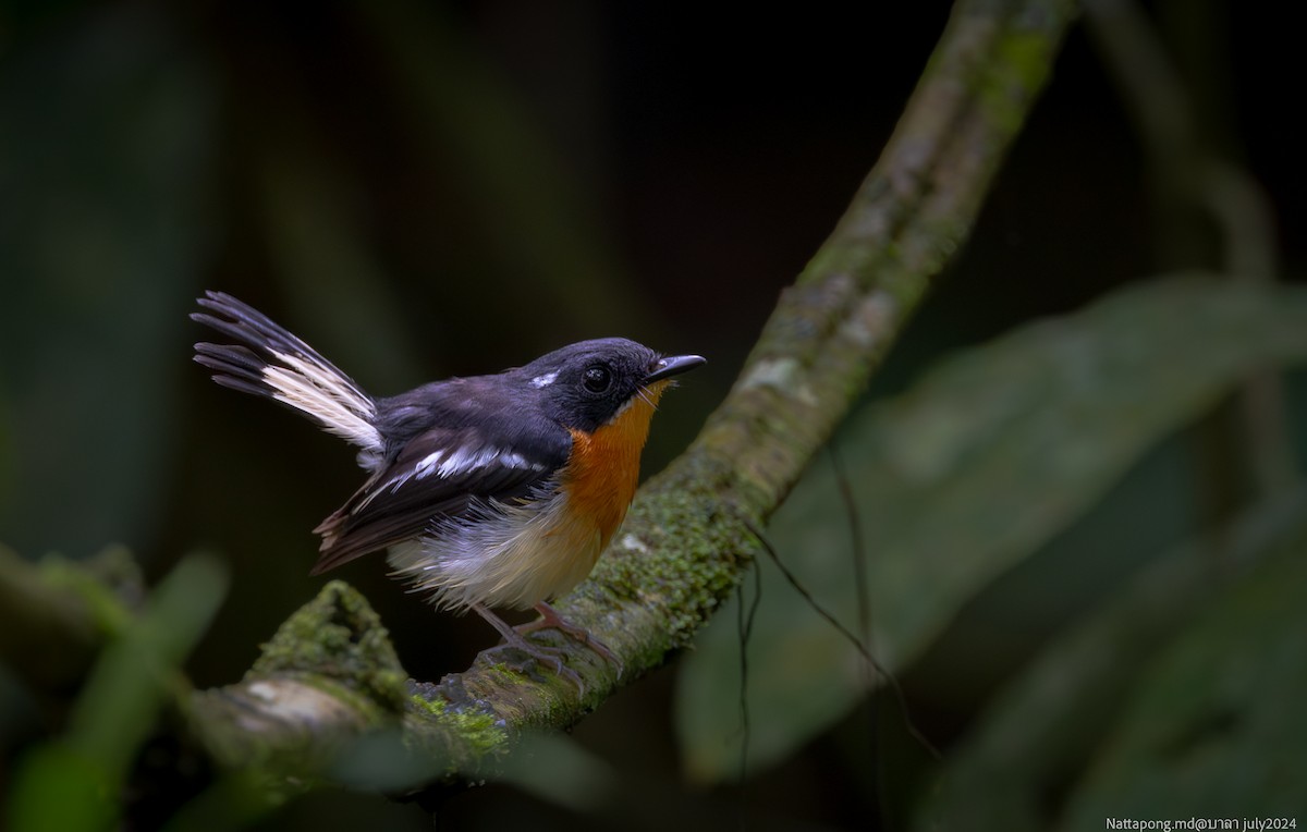 Rufous-chested Flycatcher - ML621539767