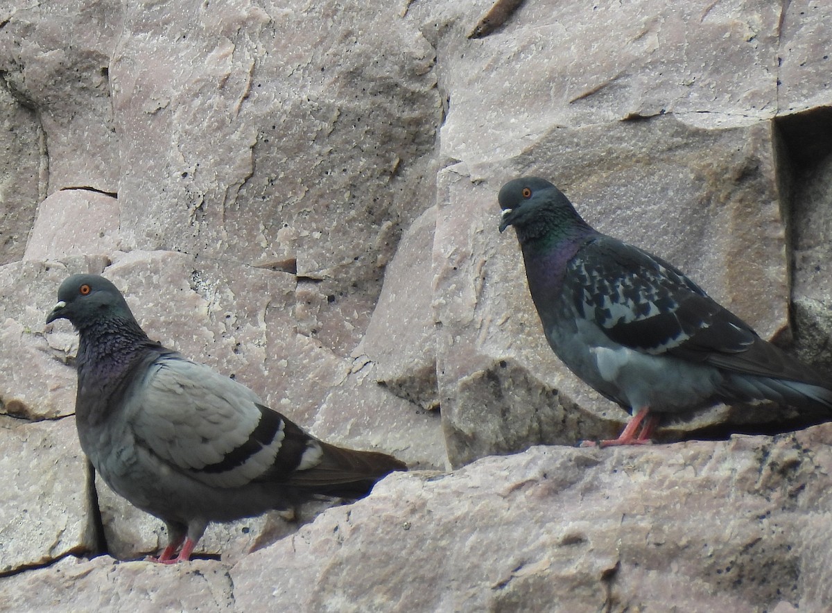 Rock Pigeon (Feral Pigeon) - ML621539776