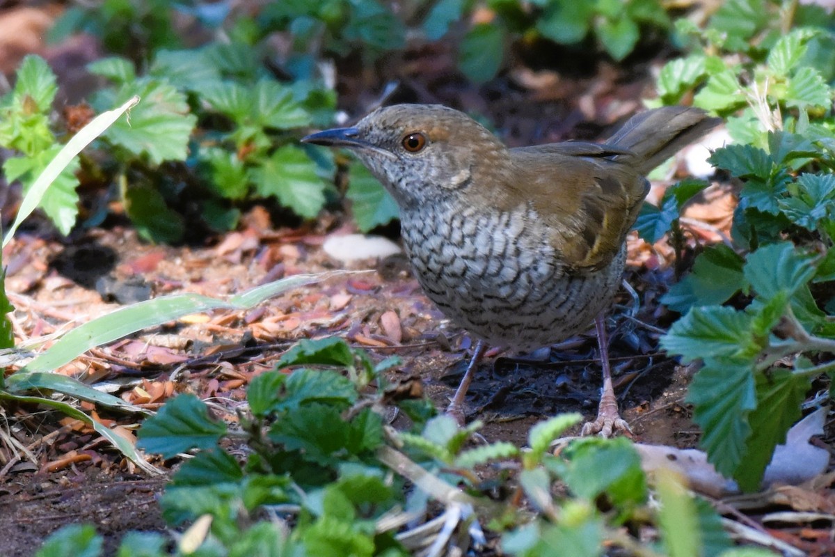 Stierling's Wren-Warbler - Fabien Quétier