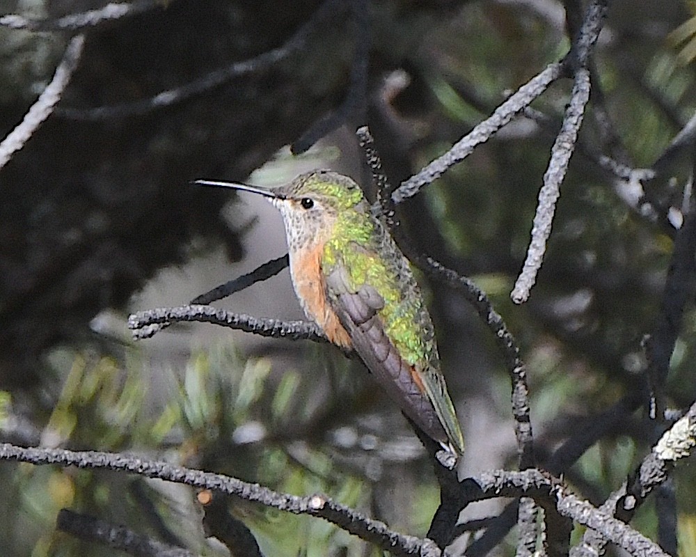 Broad-tailed Hummingbird - ML621539806