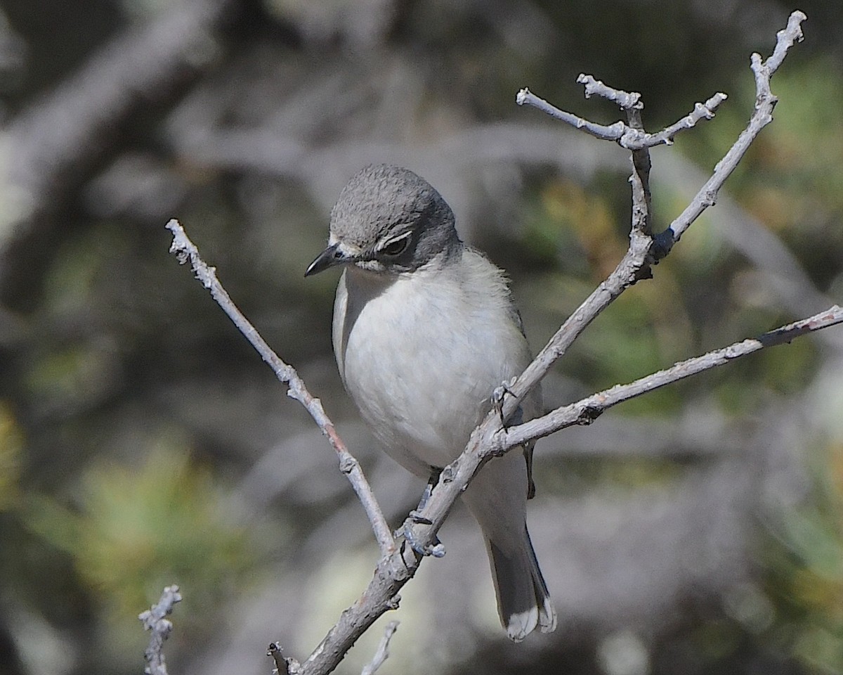 Plumbeous Vireo - ML621539840