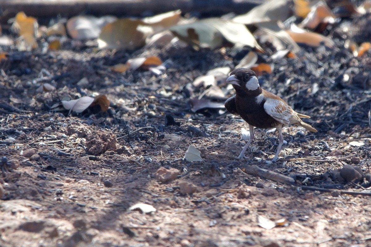 Chestnut-backed Sparrow-Lark - ML621539846