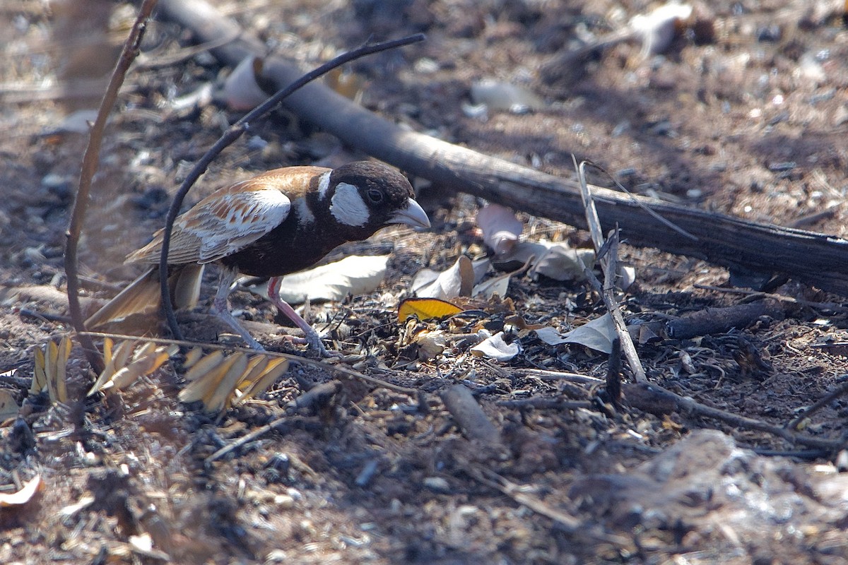 Chestnut-backed Sparrow-Lark - ML621539847