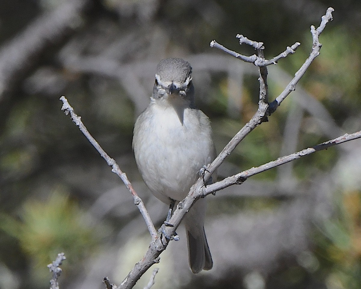 Plumbeous Vireo - ML621539851
